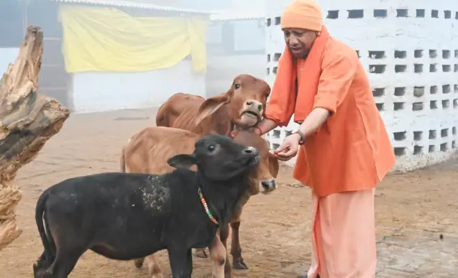 UP News: गोवंश संरक्षण को मिला आर्थिक संबल, मंडी परिषद का बजट 9 वर्षों में 15 गुना से बढ़ा